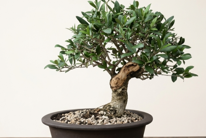 Bonsai of Olive 2