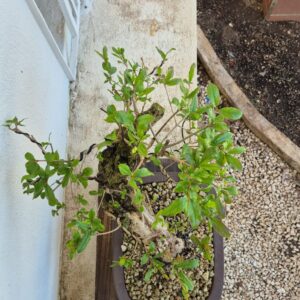 Bonsai of Pomegranate 1