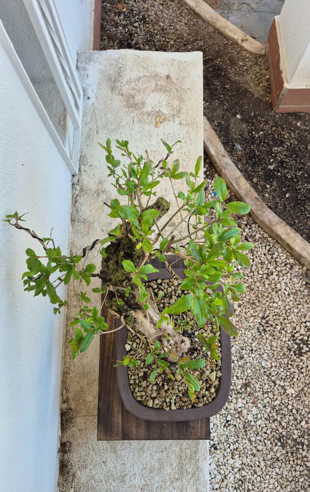 Bonsai of Pomegranate 1
