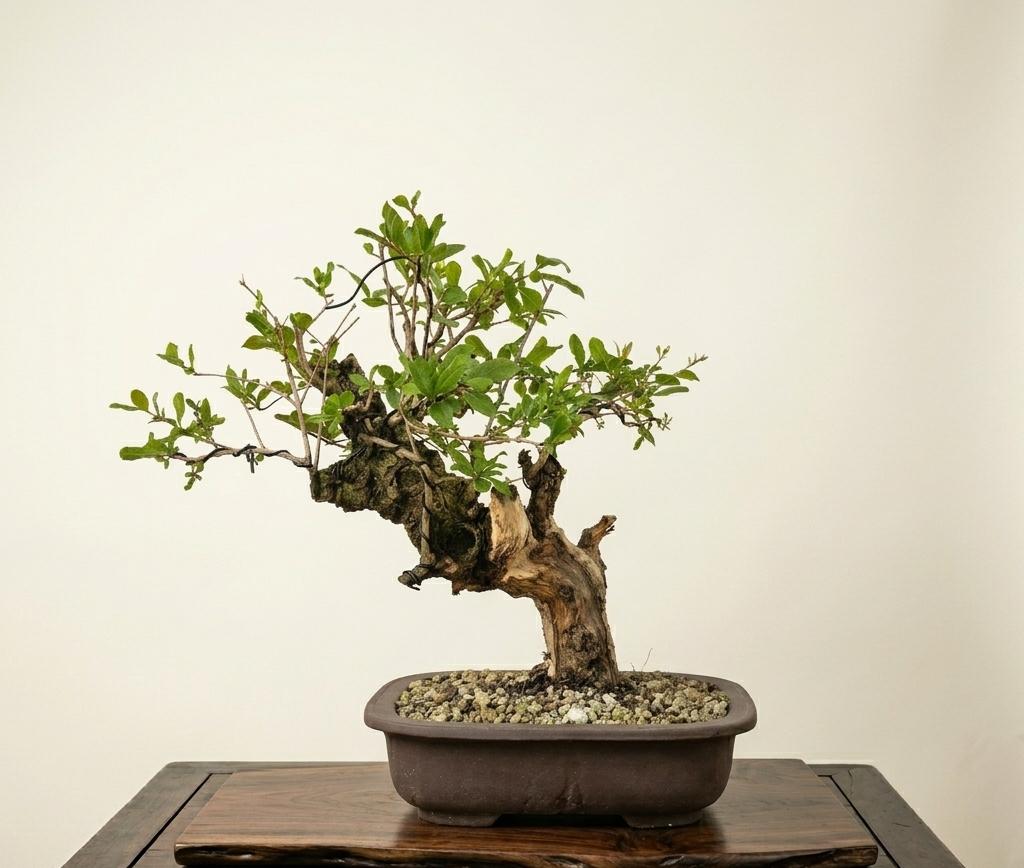 Bonsai of Pomegranate 1