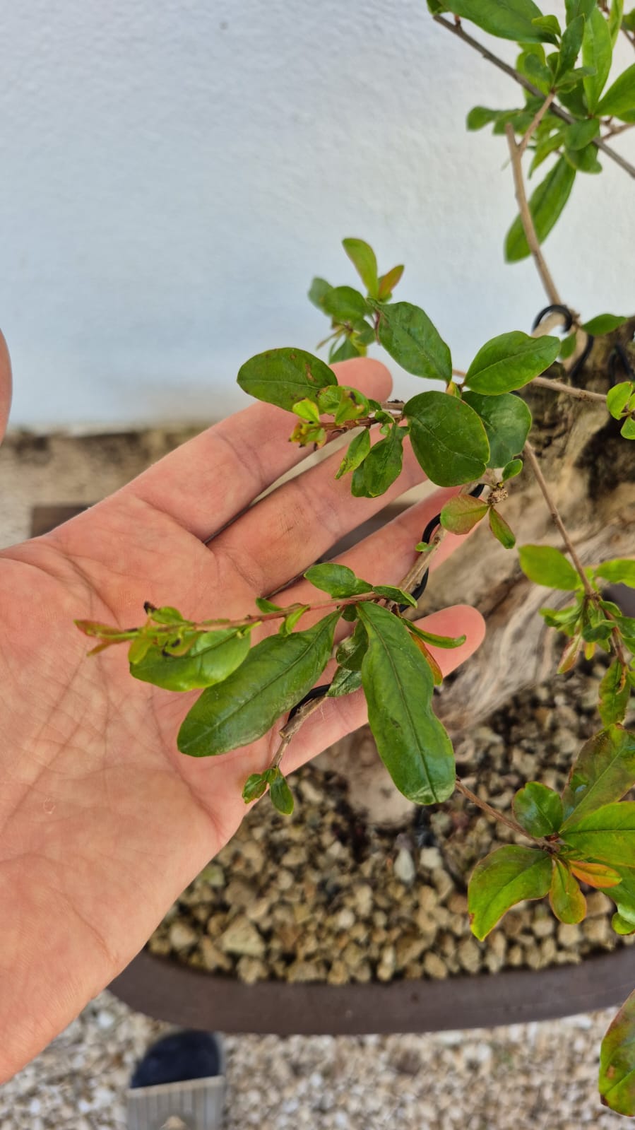 Bonsai of Pomegranate 1