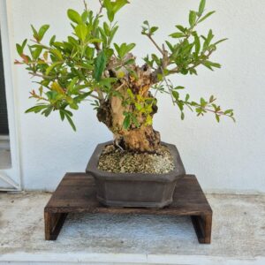 Bonsai of Pomegranate
