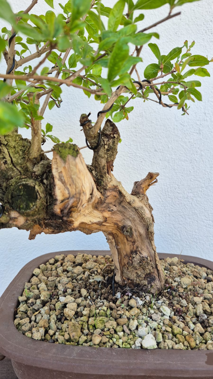 Bonsai of Pomegranate 1