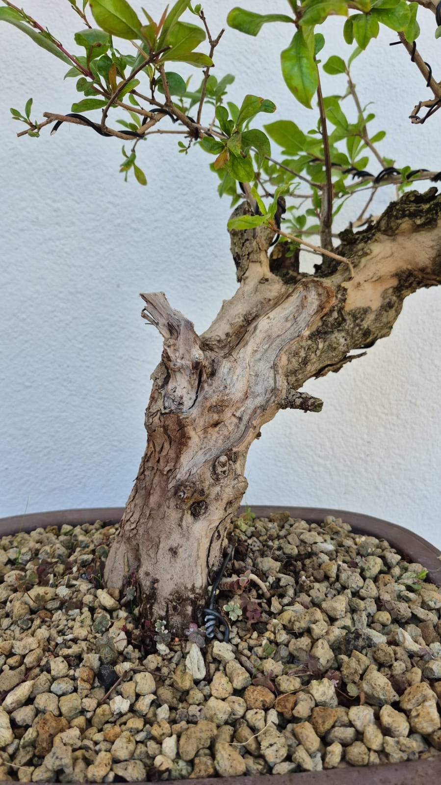 Bonsai of Pomegranate 1