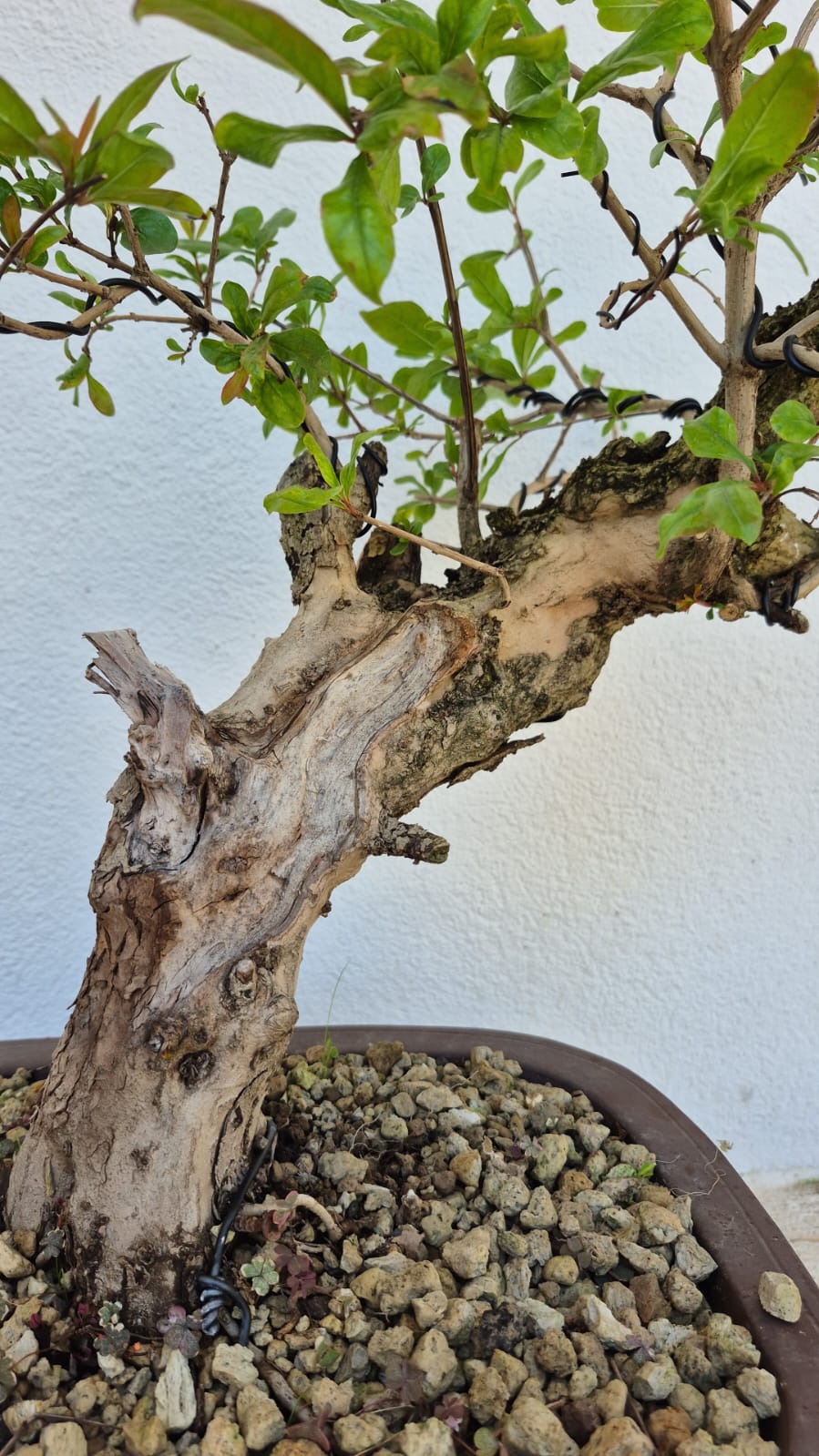 Bonsai of Pomegranate 1