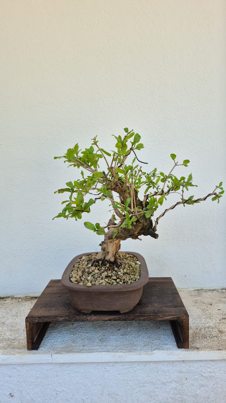 Bonsai of Pomegranate 1