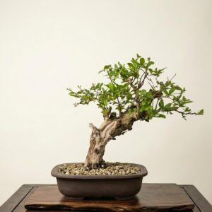 Bonsai of Pomegranate 1