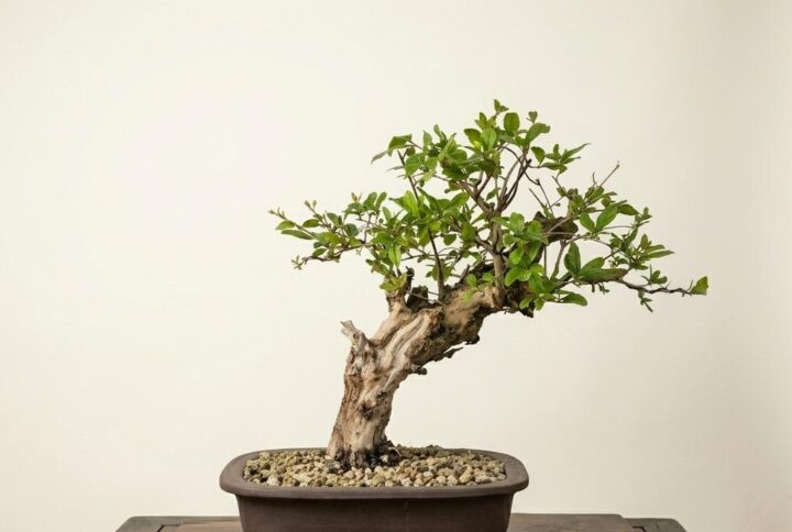 Bonsai of Pomegranate 1
