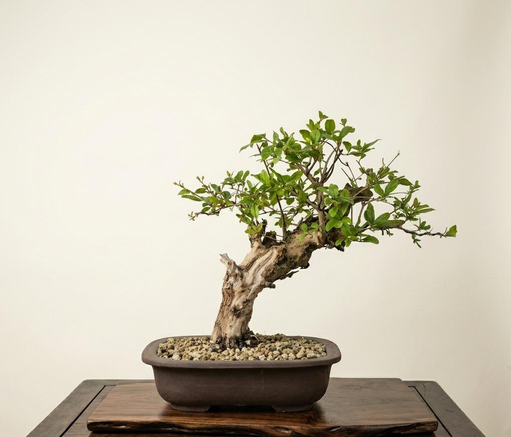 Bonsai of Pomegranate 1