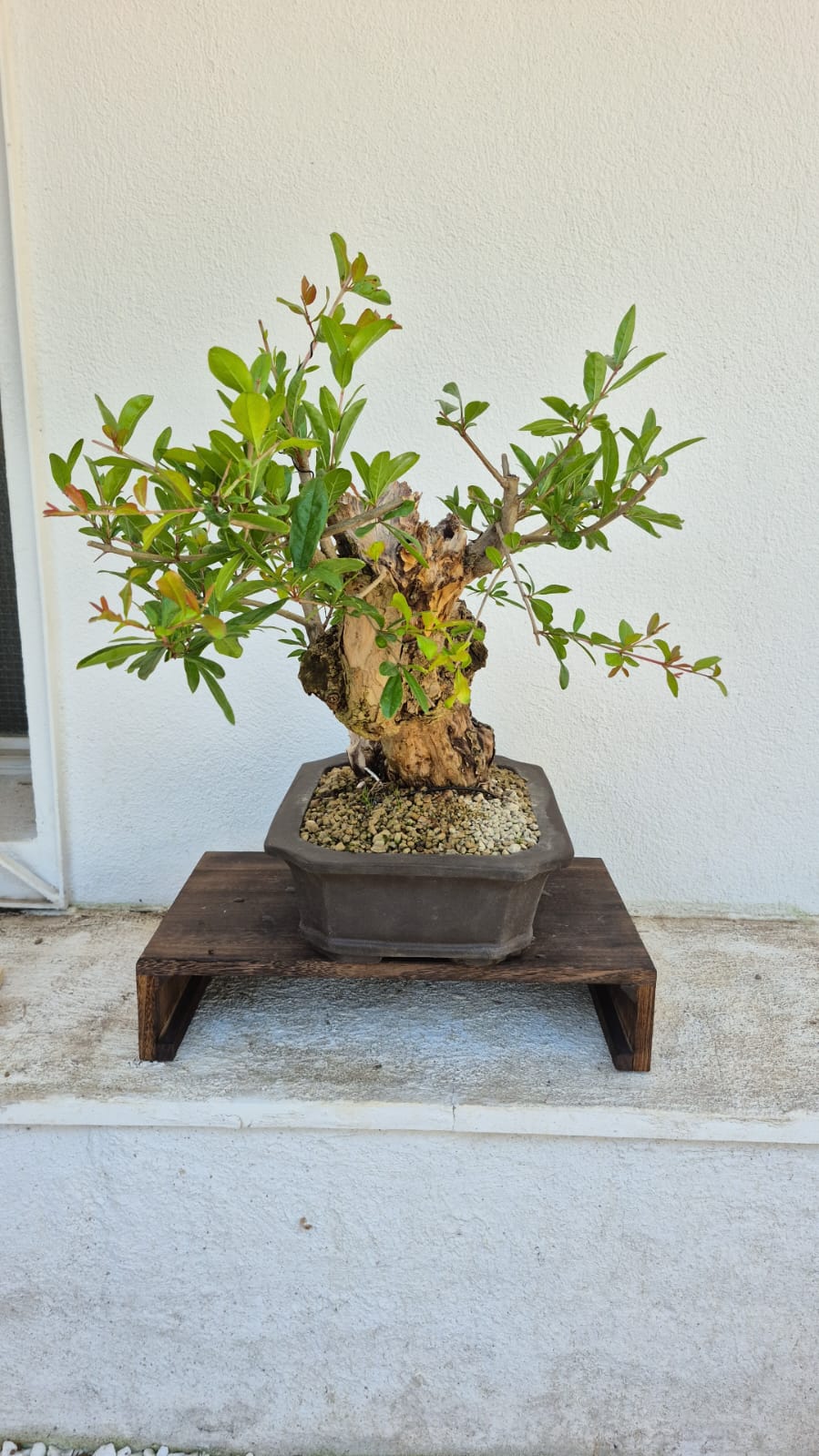 Bonsai of Pomegranate