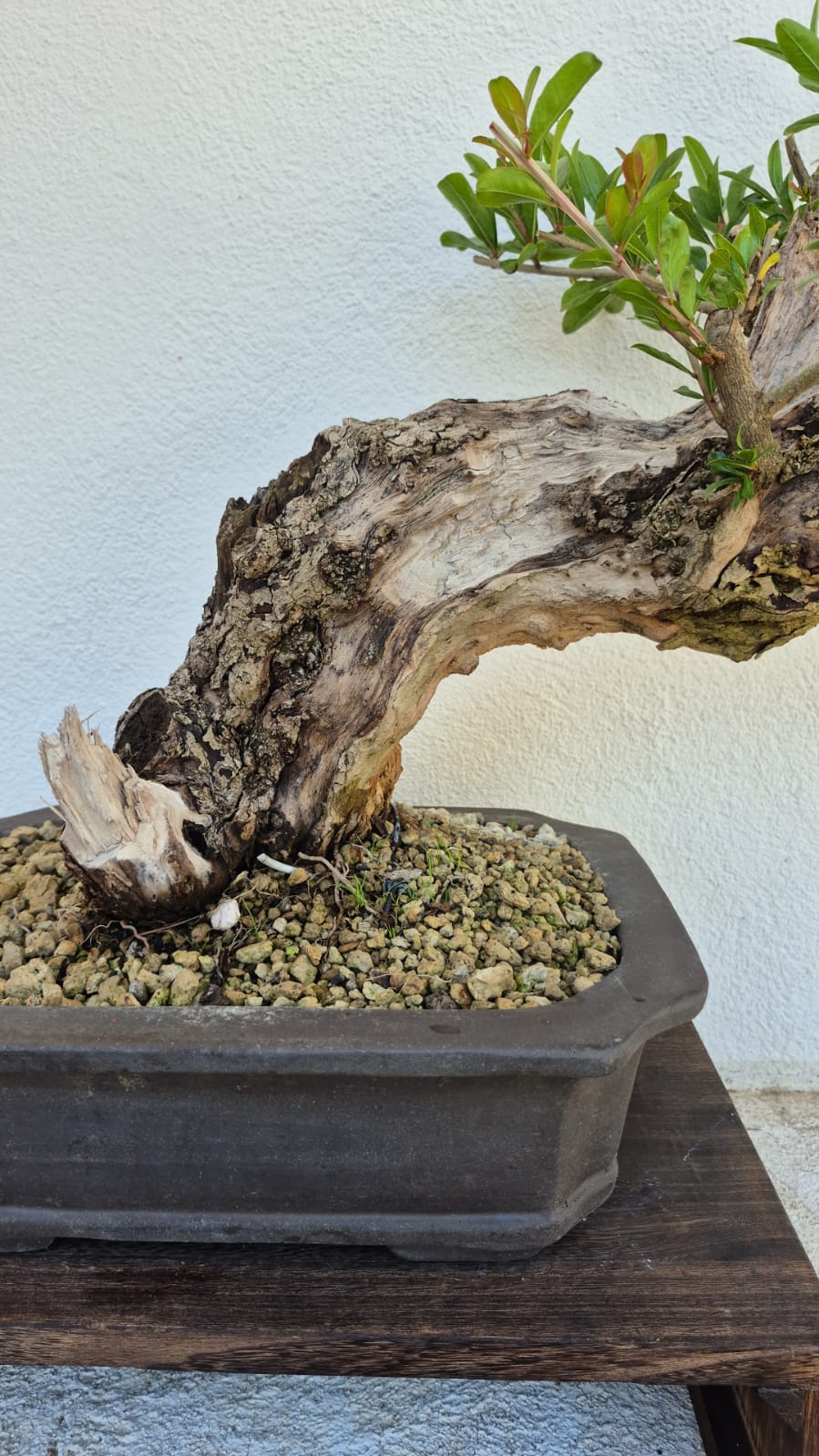 Bonsai of Pomegranate