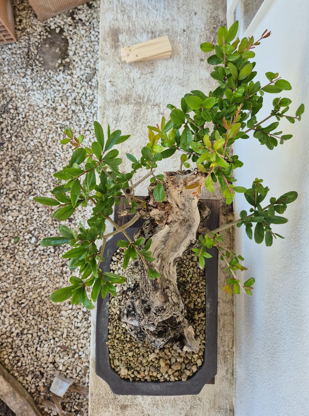 Bonsai of Pomegranate