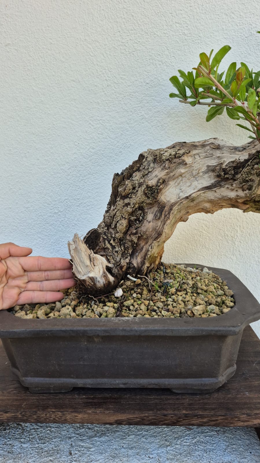 Bonsai of Pomegranate