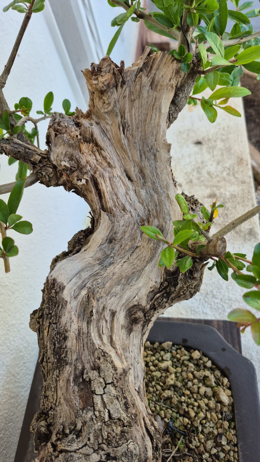 Bonsai of Pomegranate