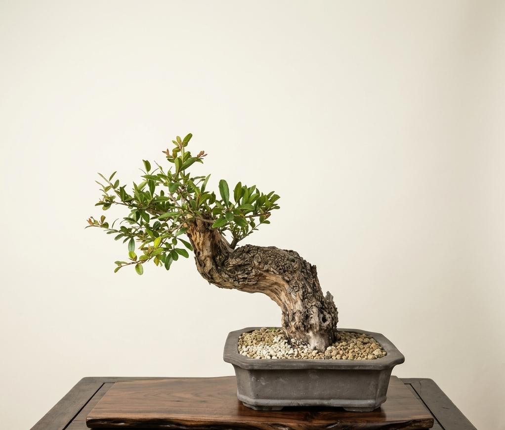 Bonsai of Pomegranate