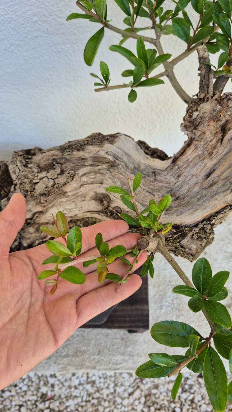 Bonsai of Pomegranate