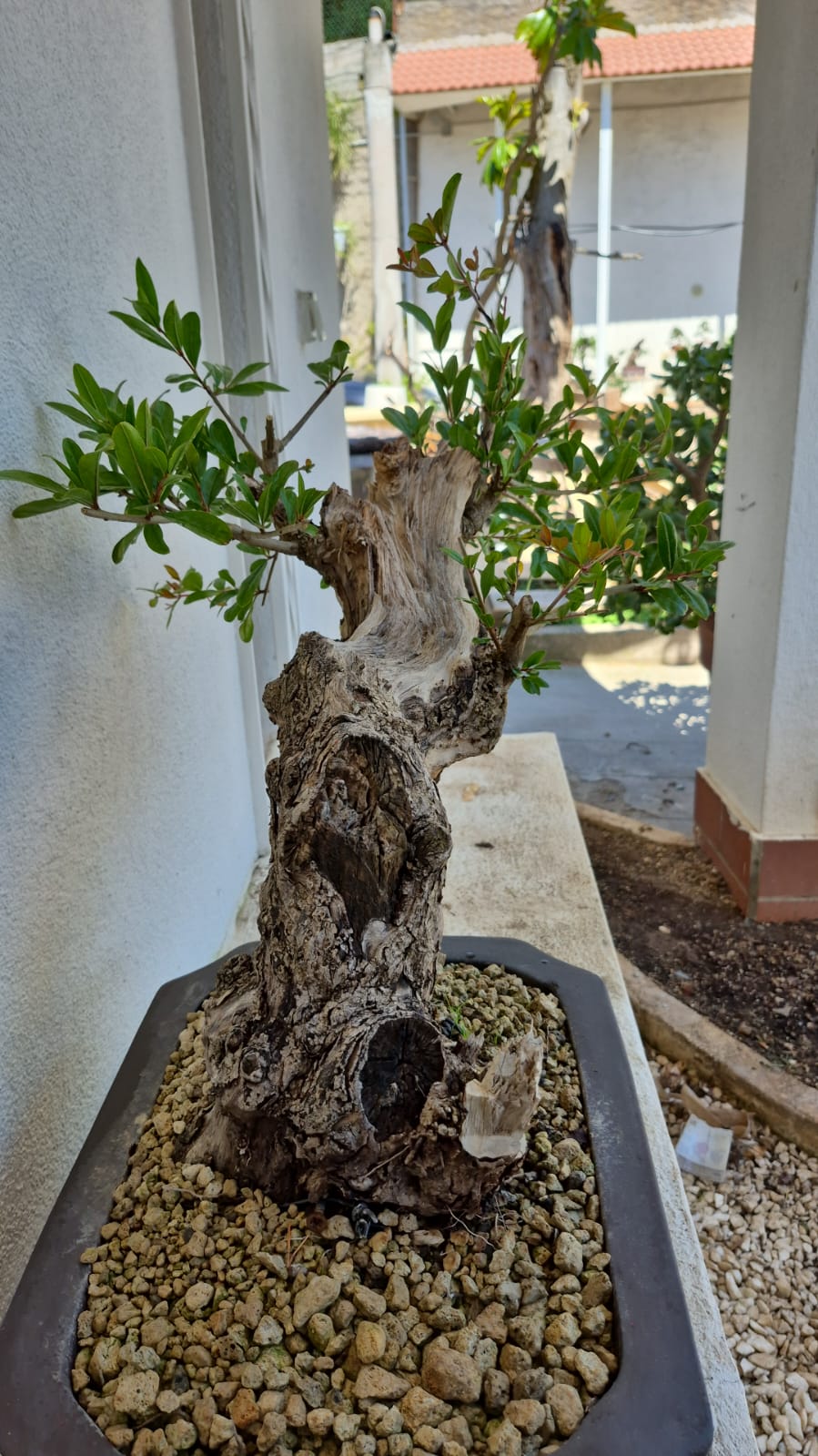 Bonsai of Pomegranate