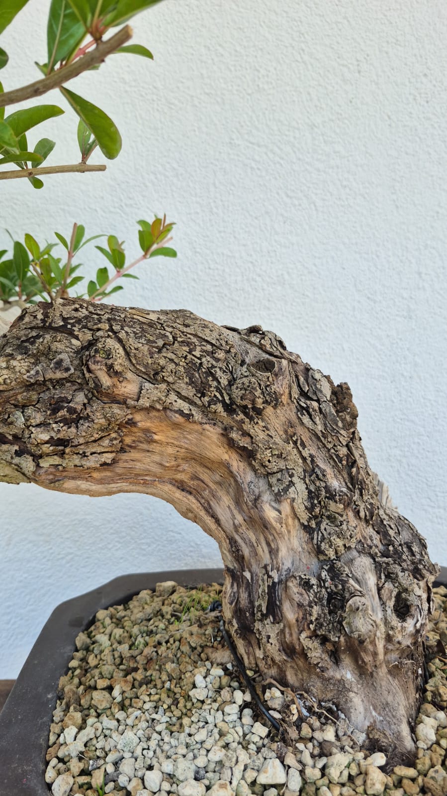 Bonsai of Pomegranate