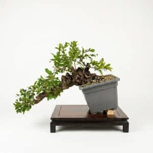 Bonsai of Pomegranate cascade