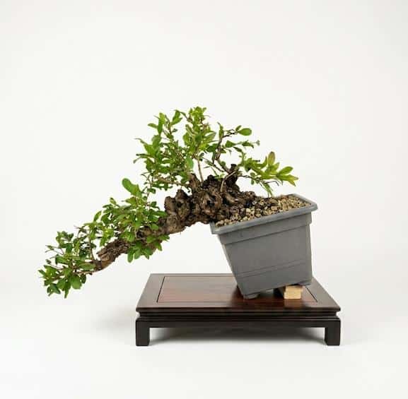 Bonsai of Pomegranate cascade