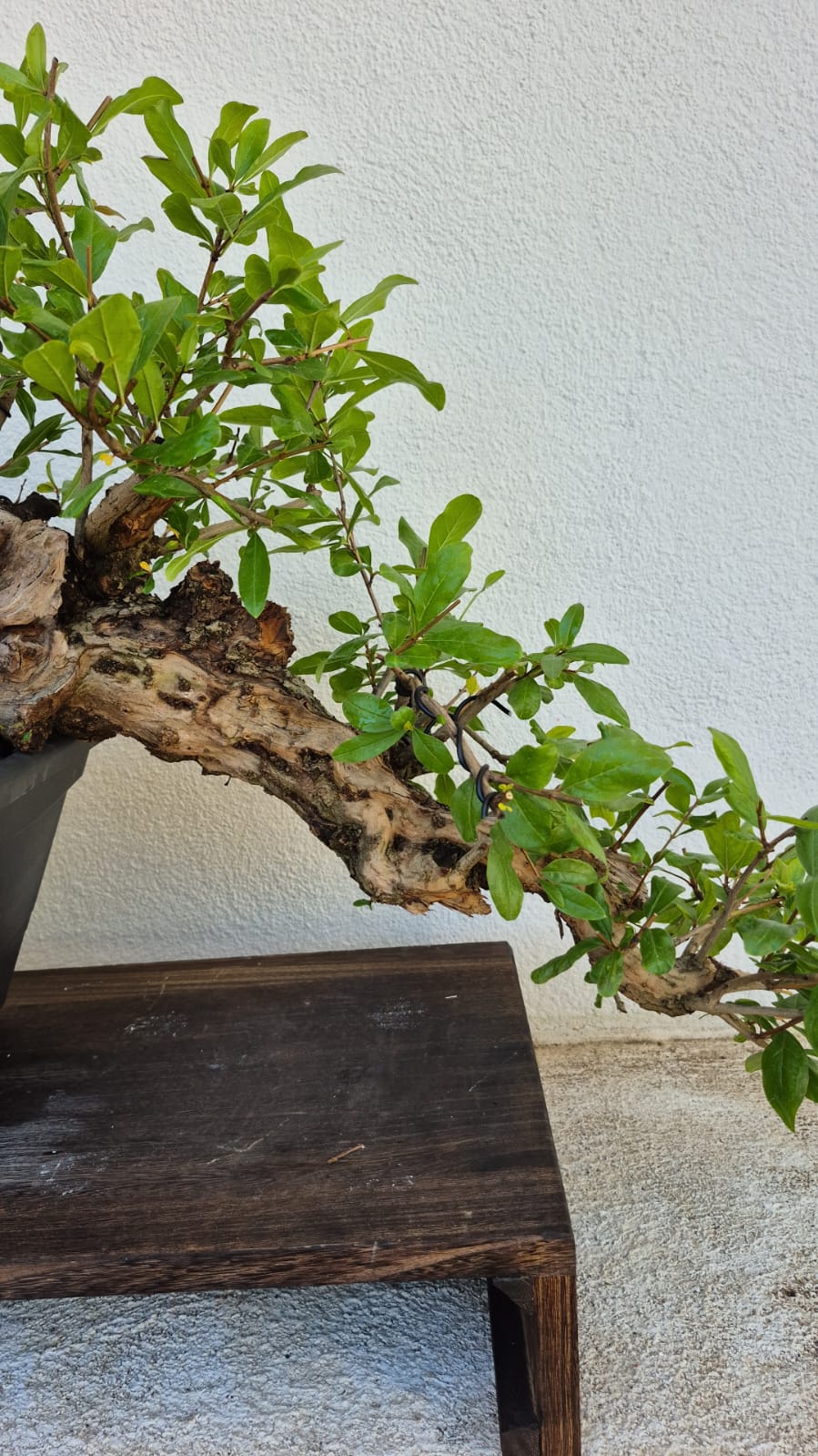 Bonsai of Pomegranate cascade