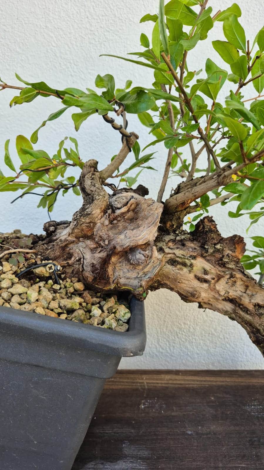 Bonsai of Pomegranate cascade
