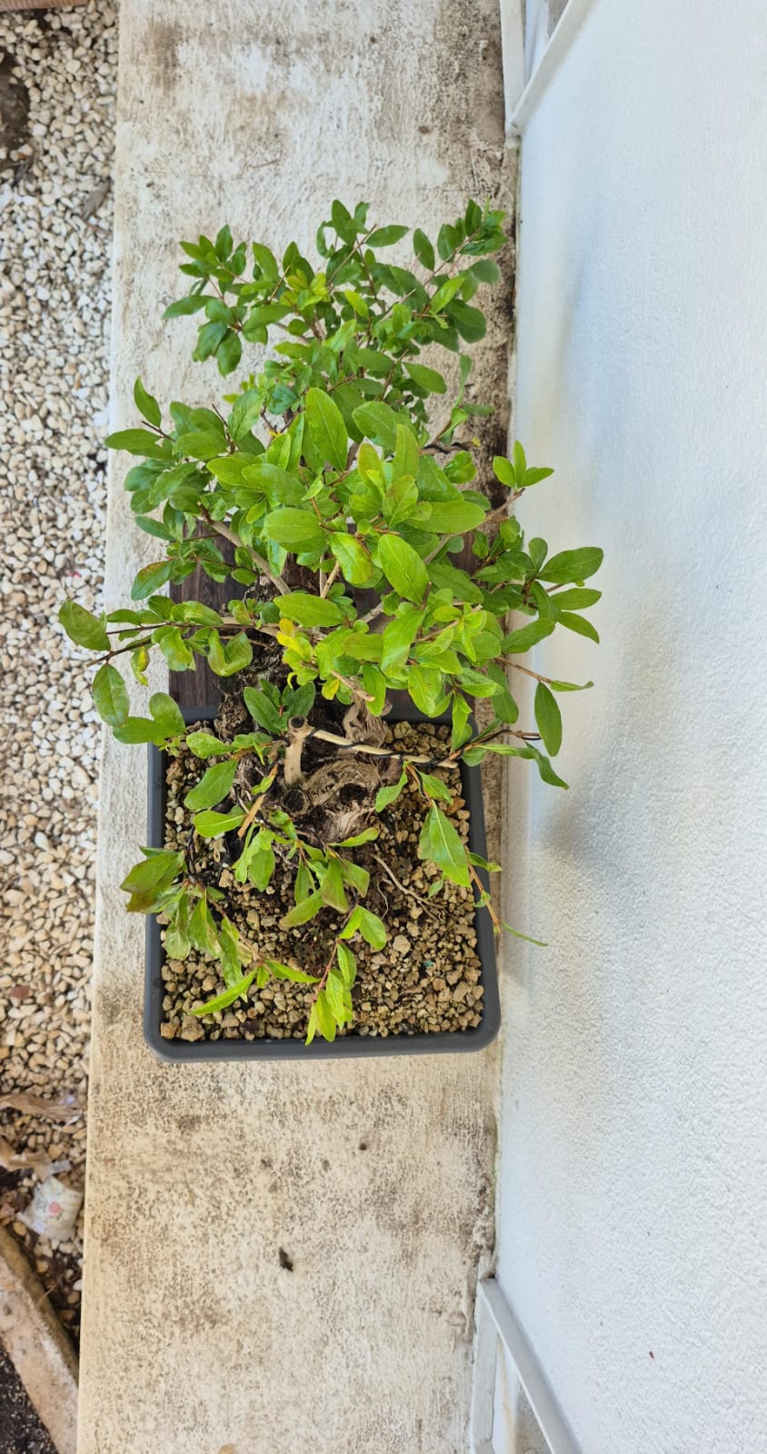 Bonsai of Pomegranate cascade