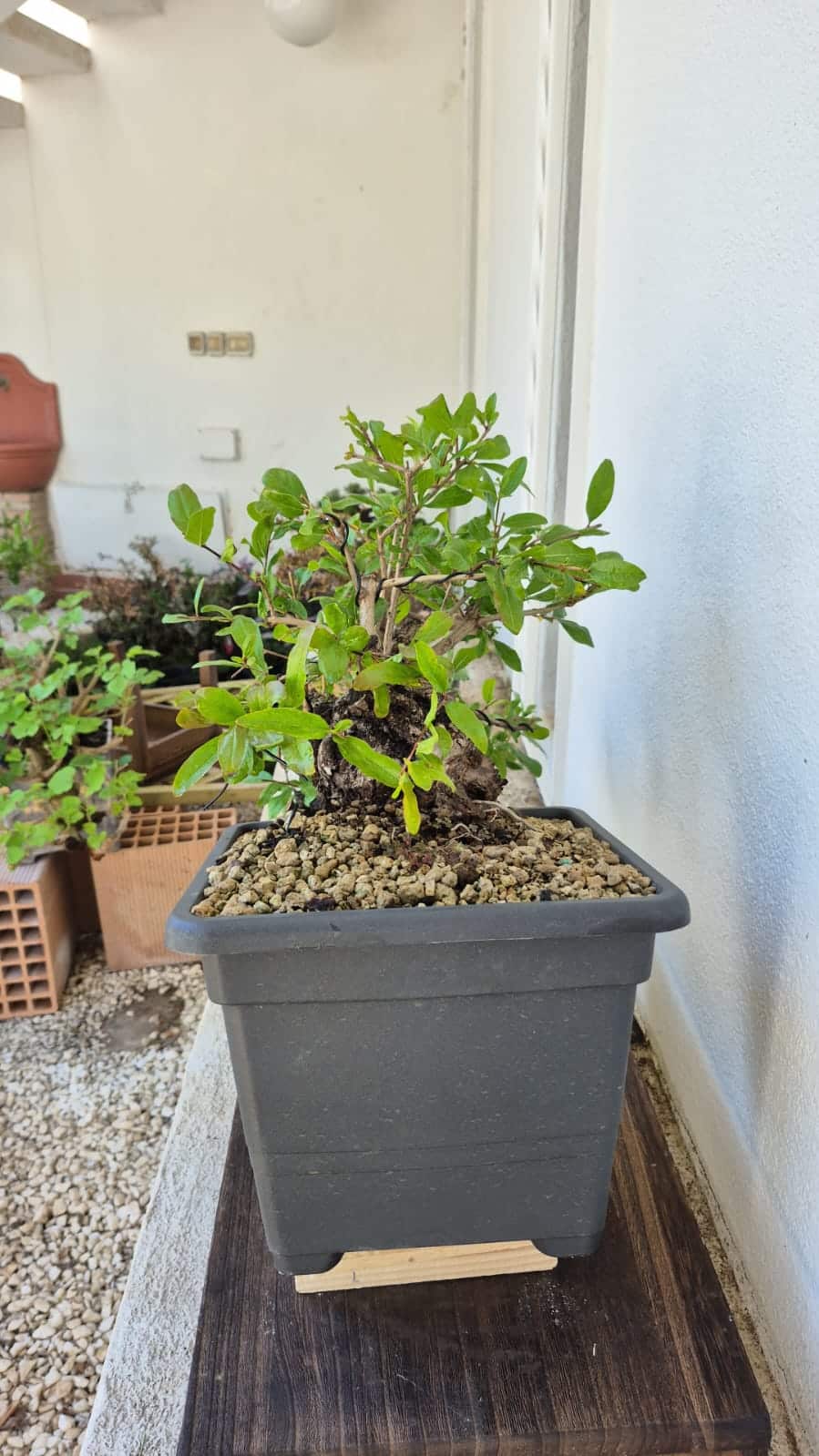 Bonsai of Pomegranate cascade