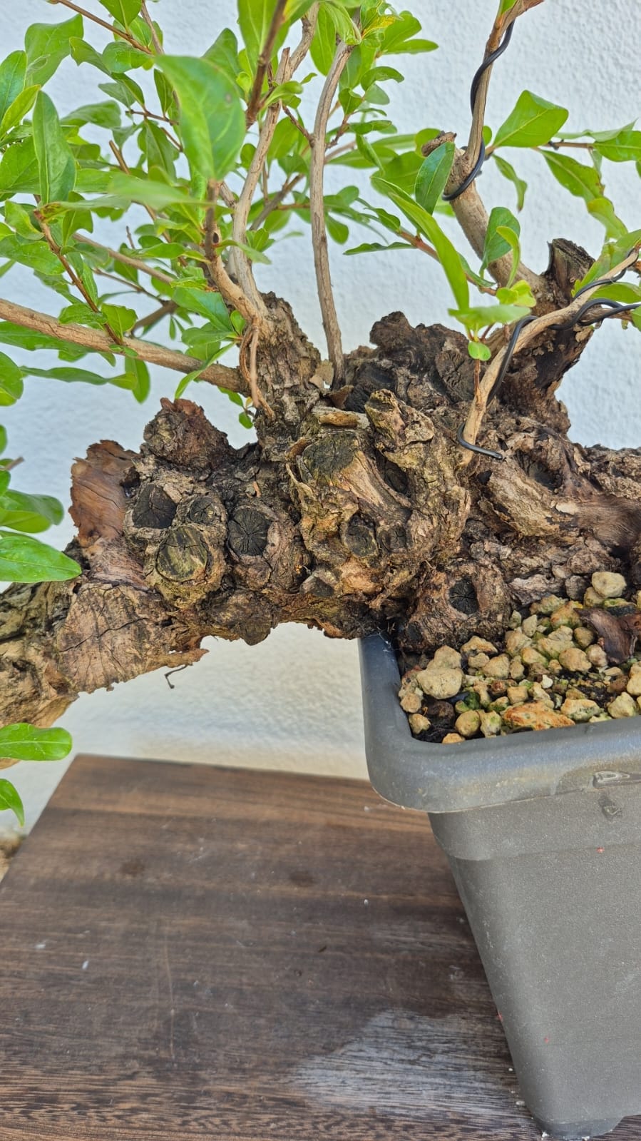 Bonsai of Pomegranate cascade