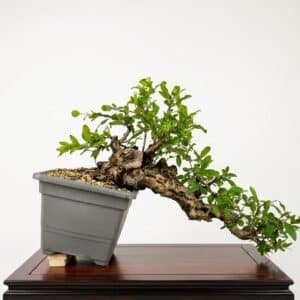 Bonsai of Pomegranate cascade