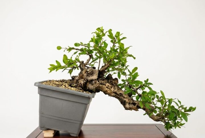 Bonsai of Pomegranate cascade
