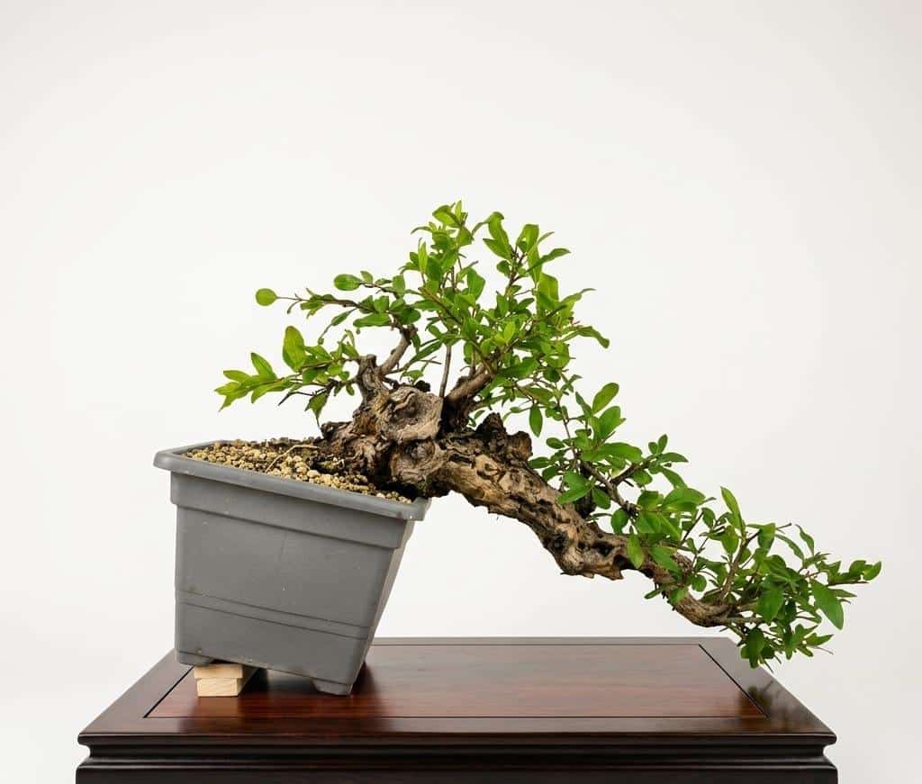 Bonsai of Pomegranate cascade