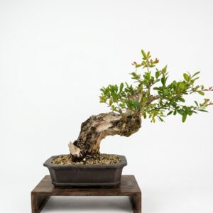 Bonsai of Pomegranate