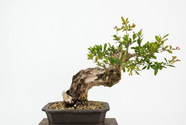 Bonsai of Pomegranate