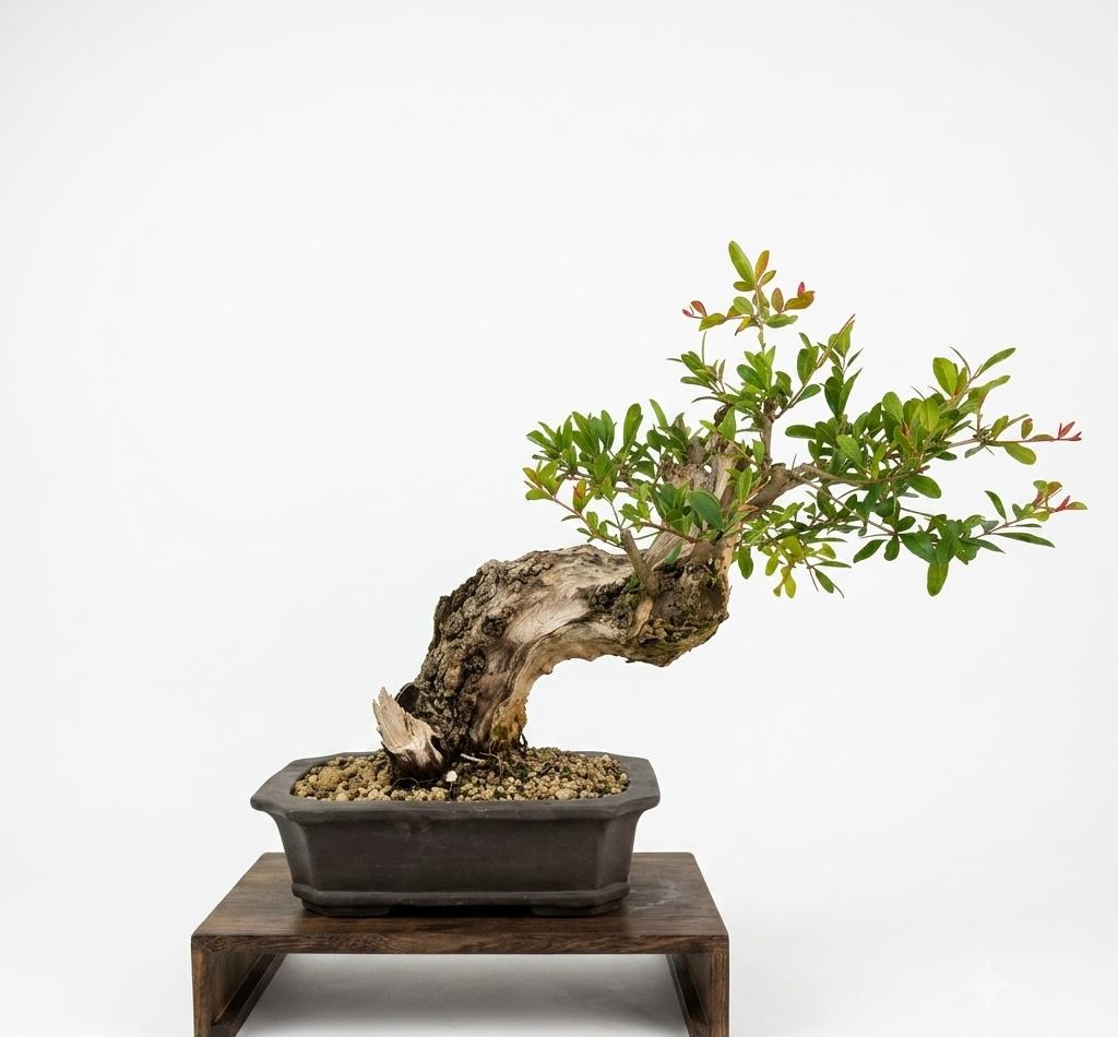 Bonsai of Pomegranate
