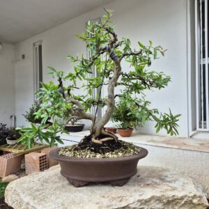 Bonsai of Pomegranate