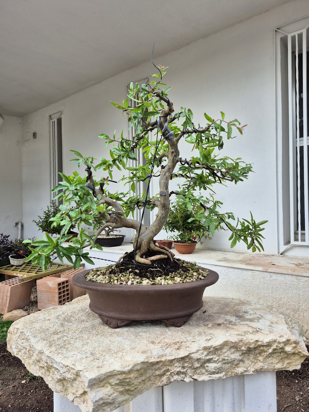 Bonsai of Pomegranate
