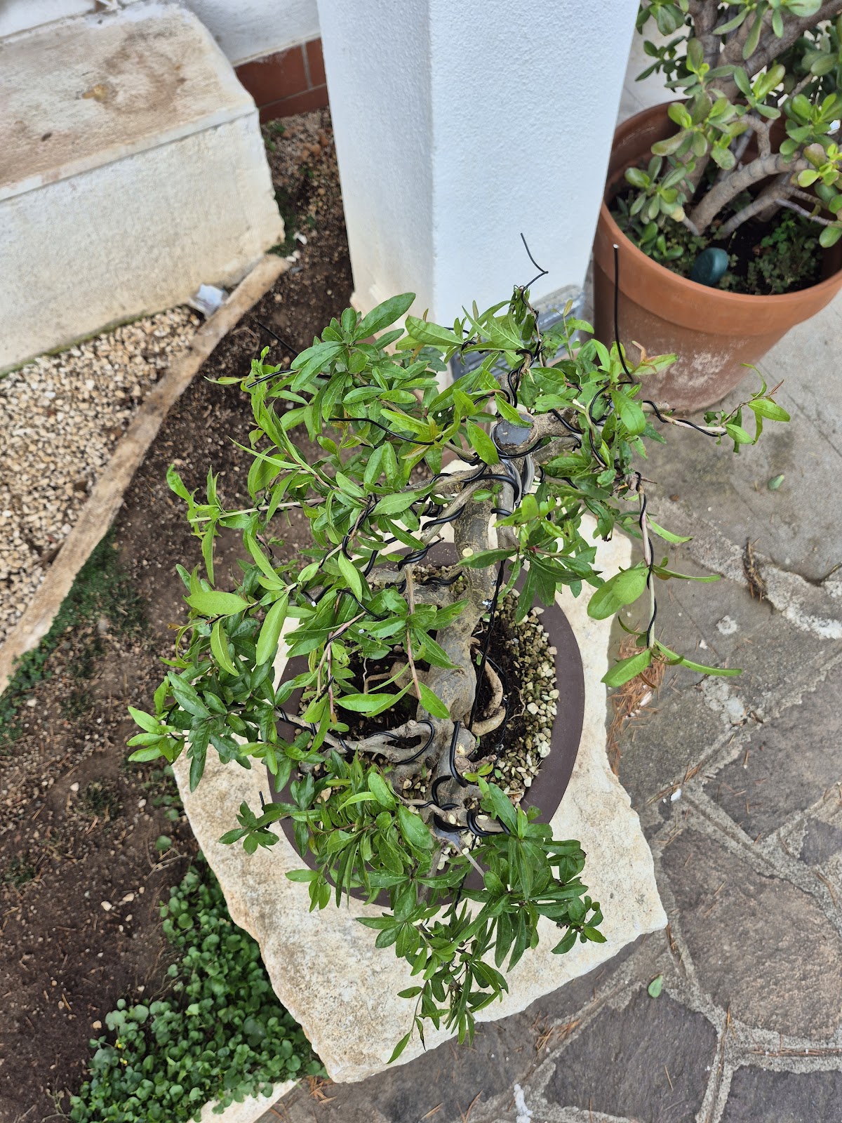 Bonsai of Pomegranate