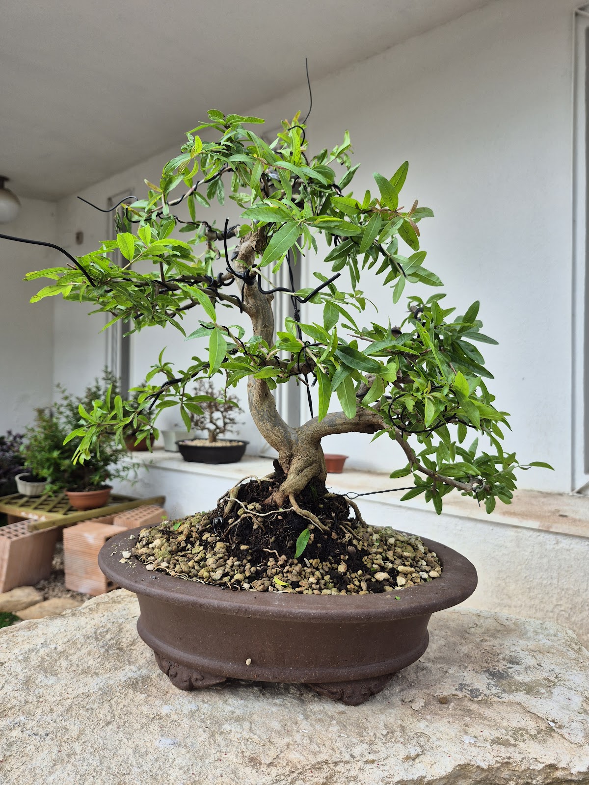 Bonsai of Pomegranate