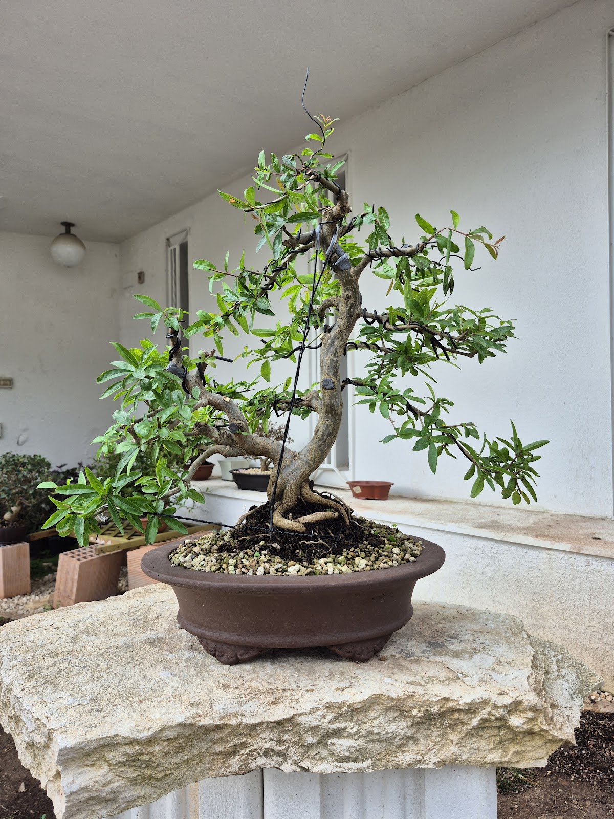 Bonsai of Pomegranate