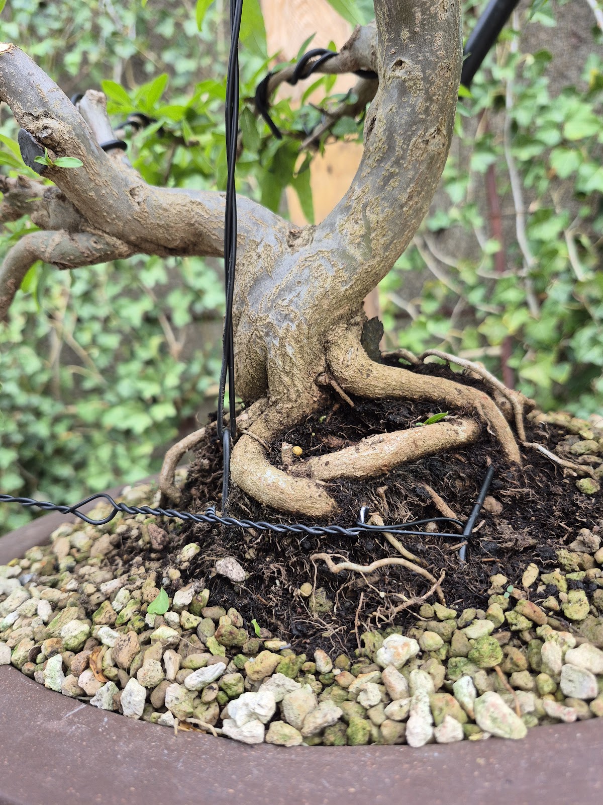 Bonsai of Pomegranate