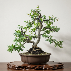 Bonsai of Pomegranate