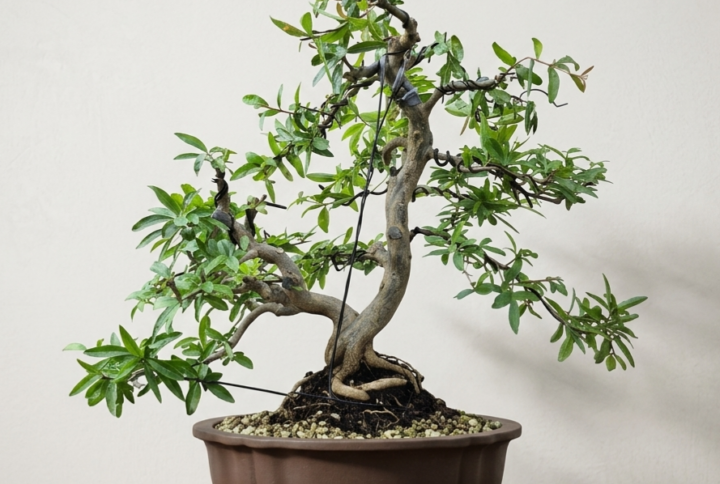 Bonsai of Pomegranate