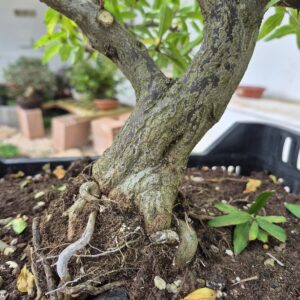 Bonsai of Pomegranate