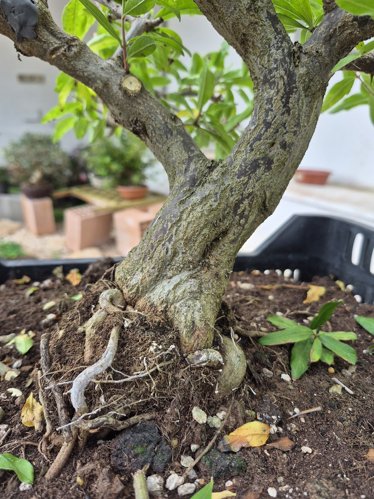 Bonsai of Pomegranate