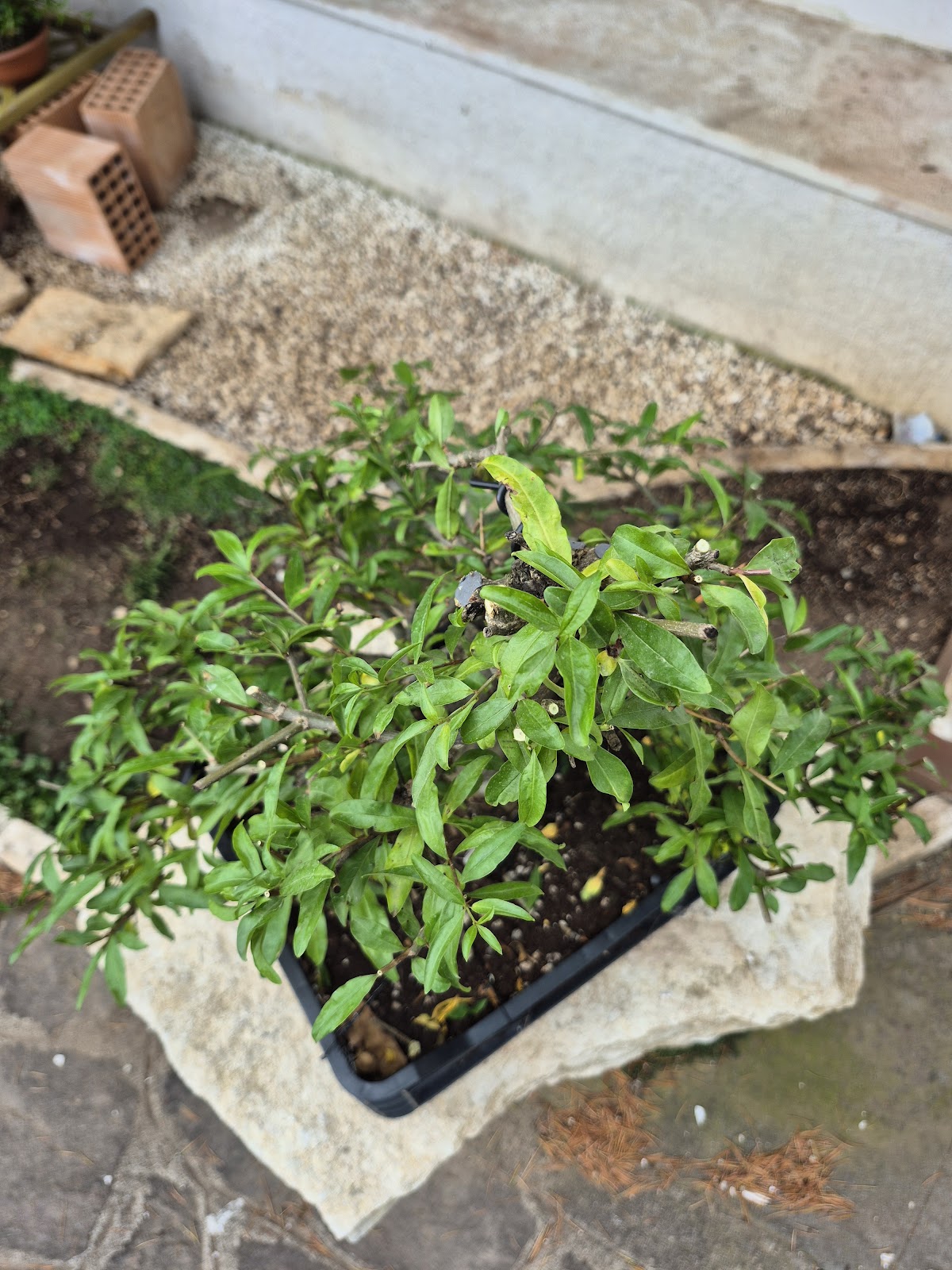 Bonsai of Pomegranate