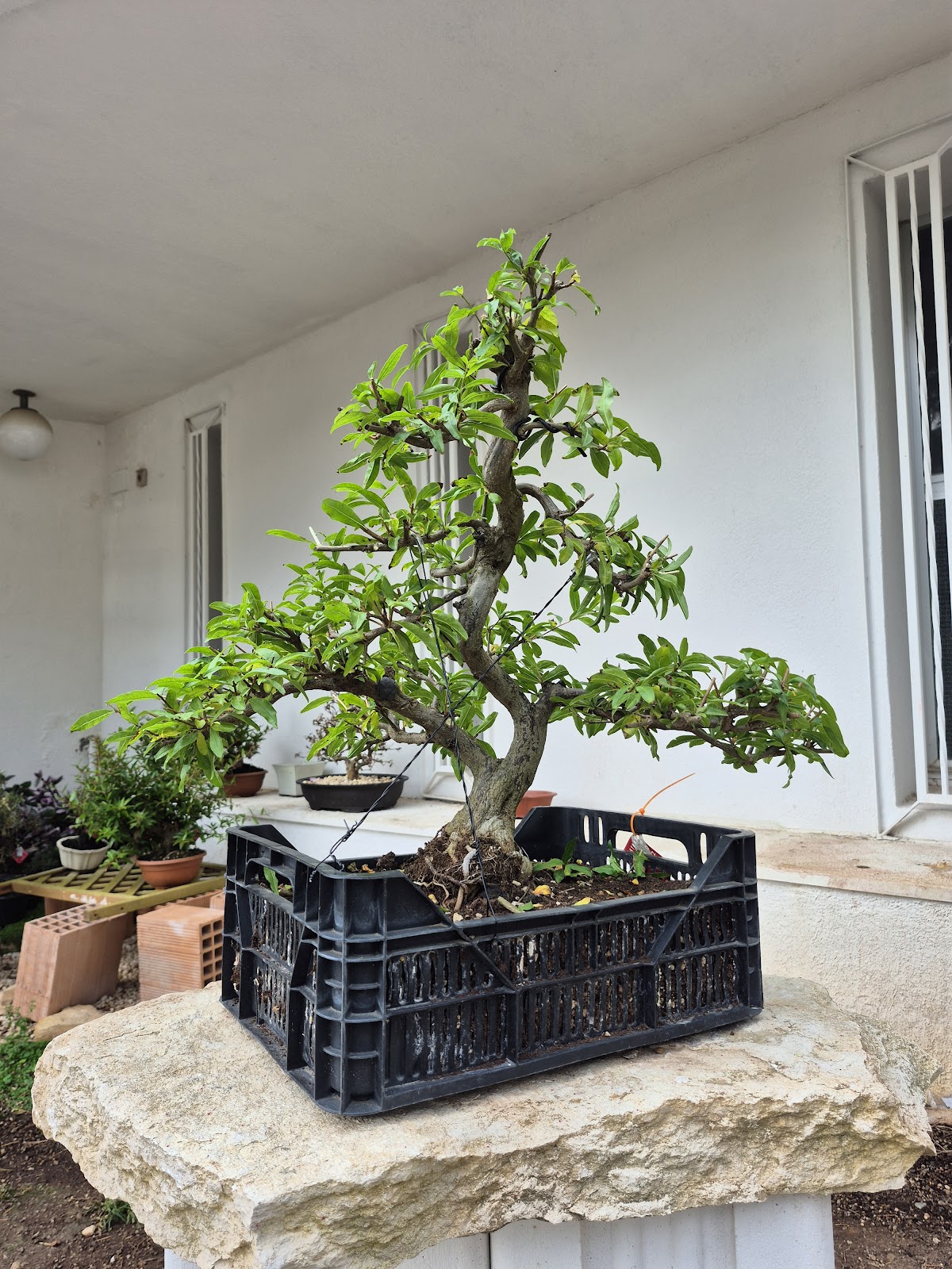 Bonsai of Pomegranate