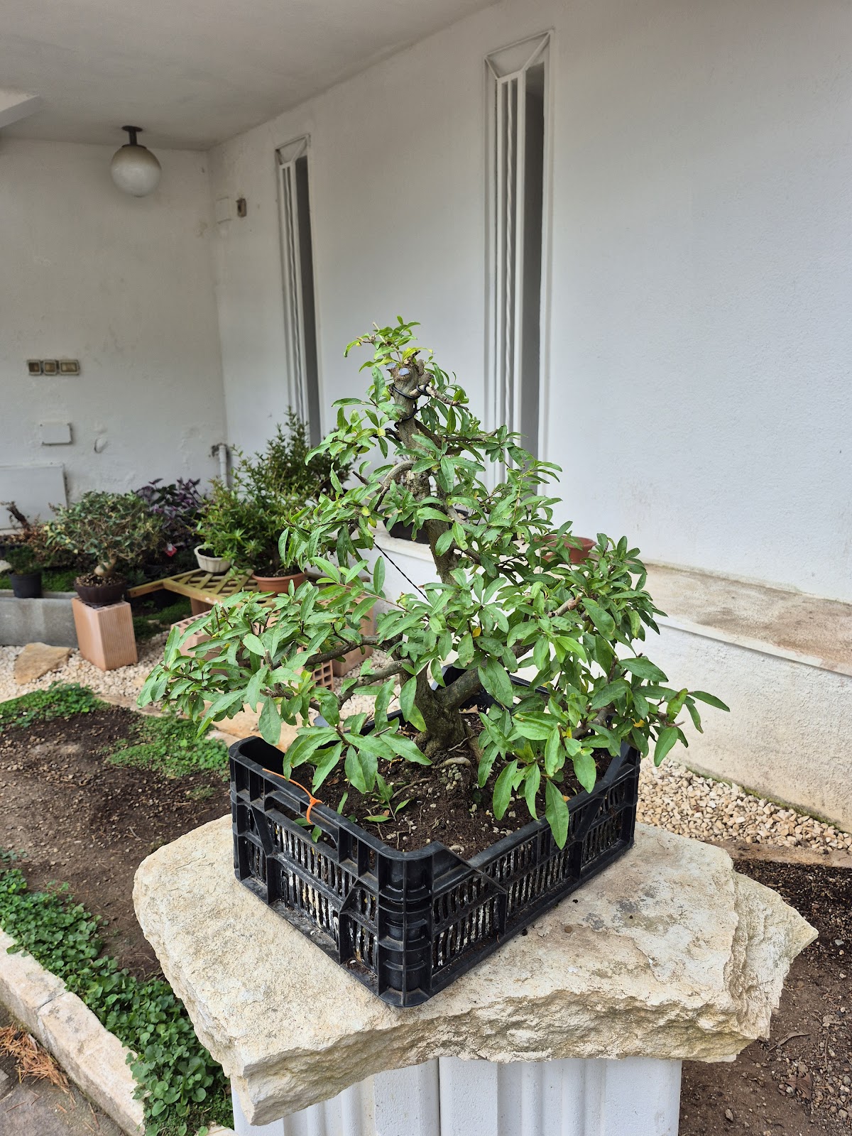 Bonsai of Pomegranate