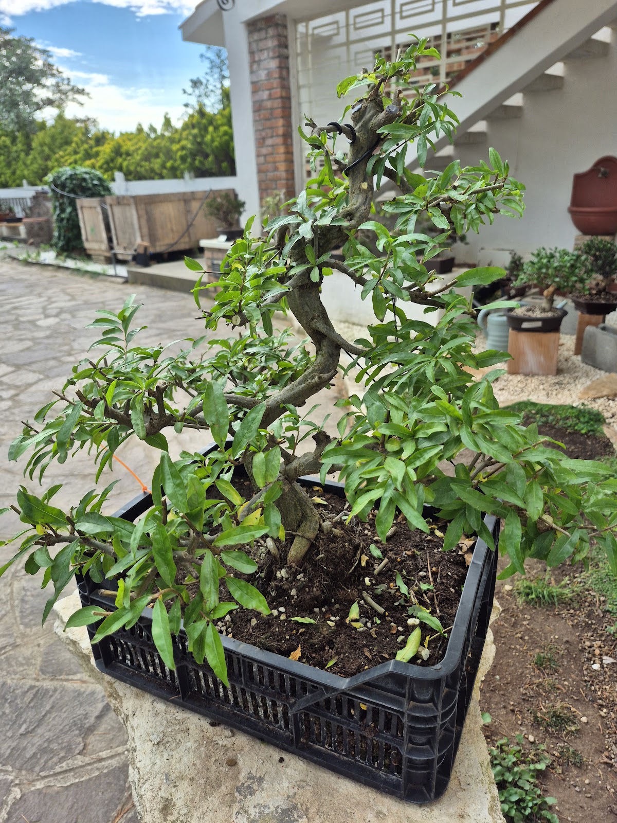 Bonsai of Pomegranate