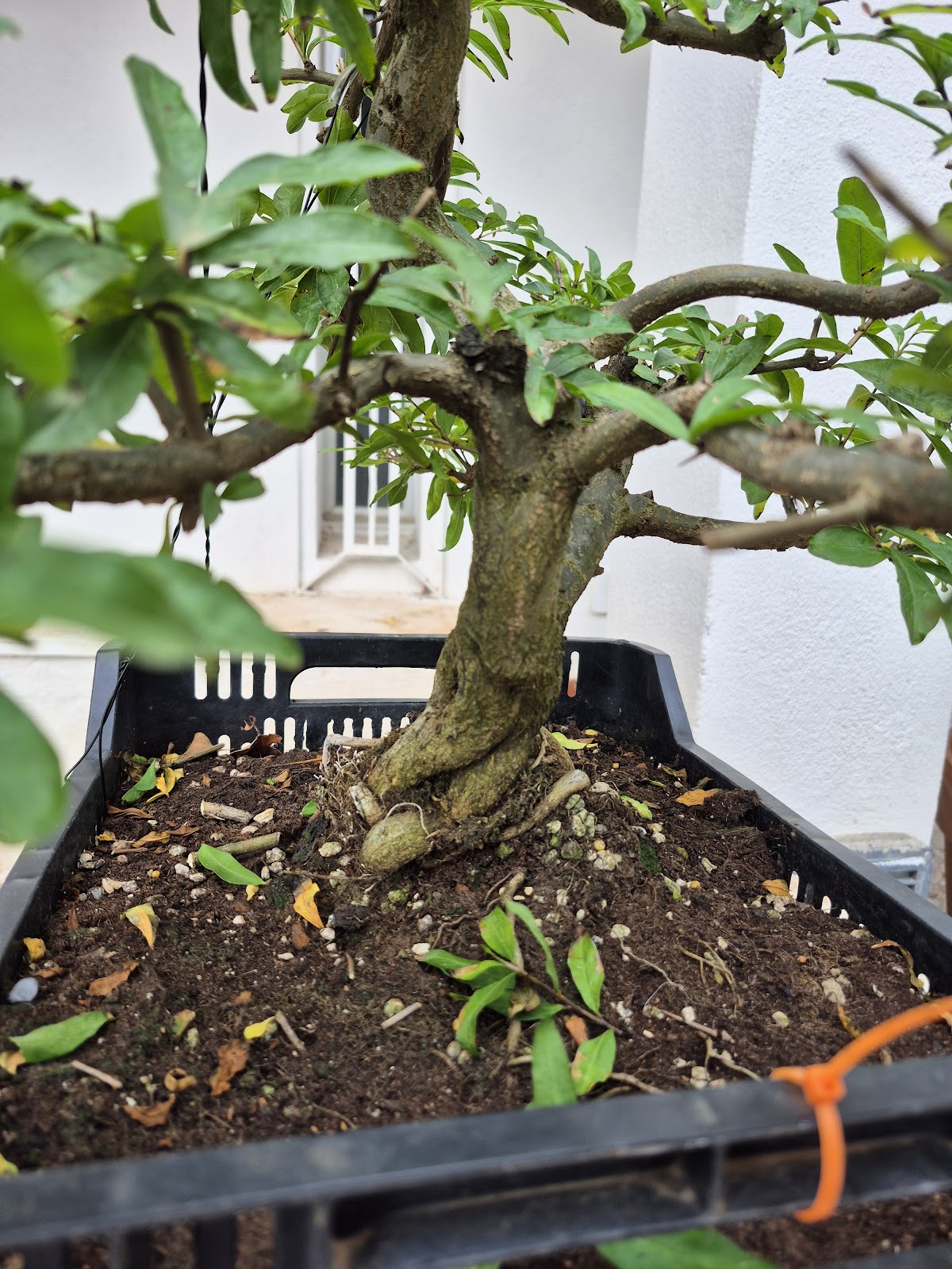 Bonsai of Pomegranate